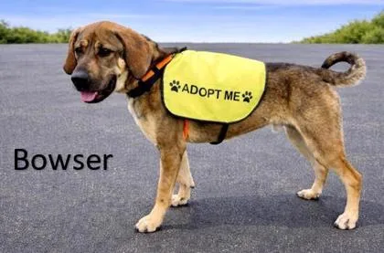 An adult extra large-sized male Bloodhound dog named Bowser for adoption in Cincinnati, OH