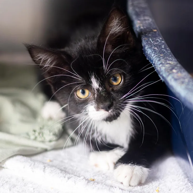 A baby small-sized female Black Domestic Short Hair cat named Valencia for adoption in Newark, DE