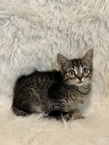 A baby medium-sized female Domestic Short Hair cat named Tide for adoption in Picayune, MS