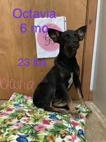 A young medium-sized female Rat Terrier dog named Octavia for adoption in Welling, OK