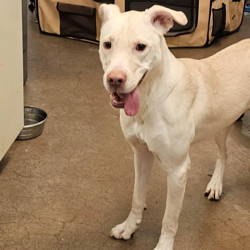 A young medium-sized female White / Cream Pit Bull Terrier dog named Vibes for adoption in Phoenix, AZ