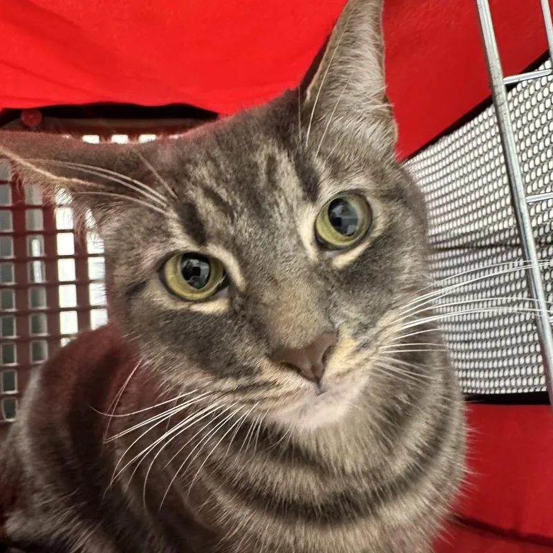 An adult large-sized female Tortoiseshell Domestic Short Hair cat named Cloudy for adoption in Tampa, FL