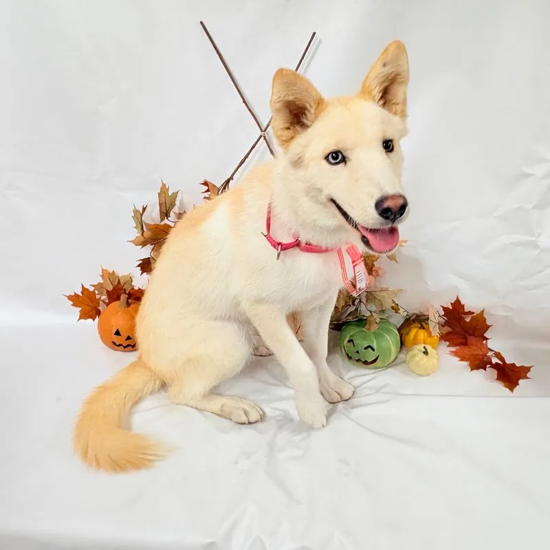 A young medium-sized female Siberian Husky dog named Anita for adoption in Parker, CO