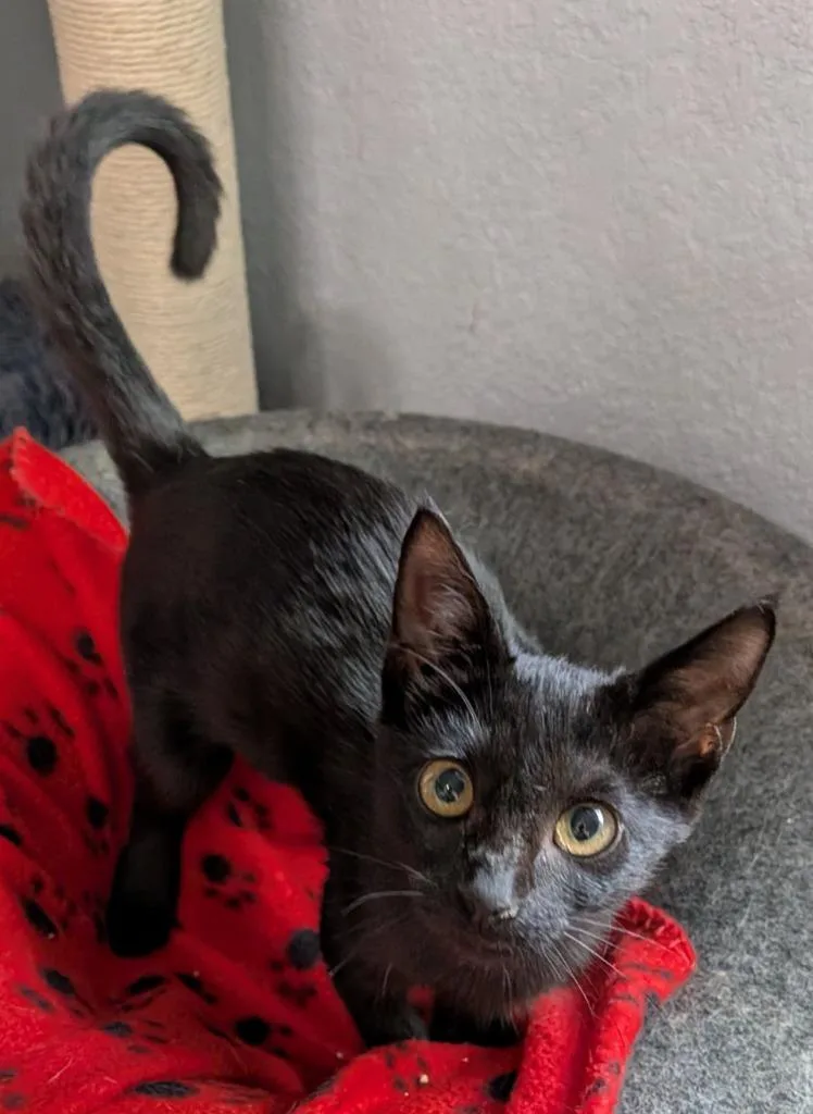 A baby medium-sized female Domestic Long Hair cat named Minky for adoption in San Antonio, TX