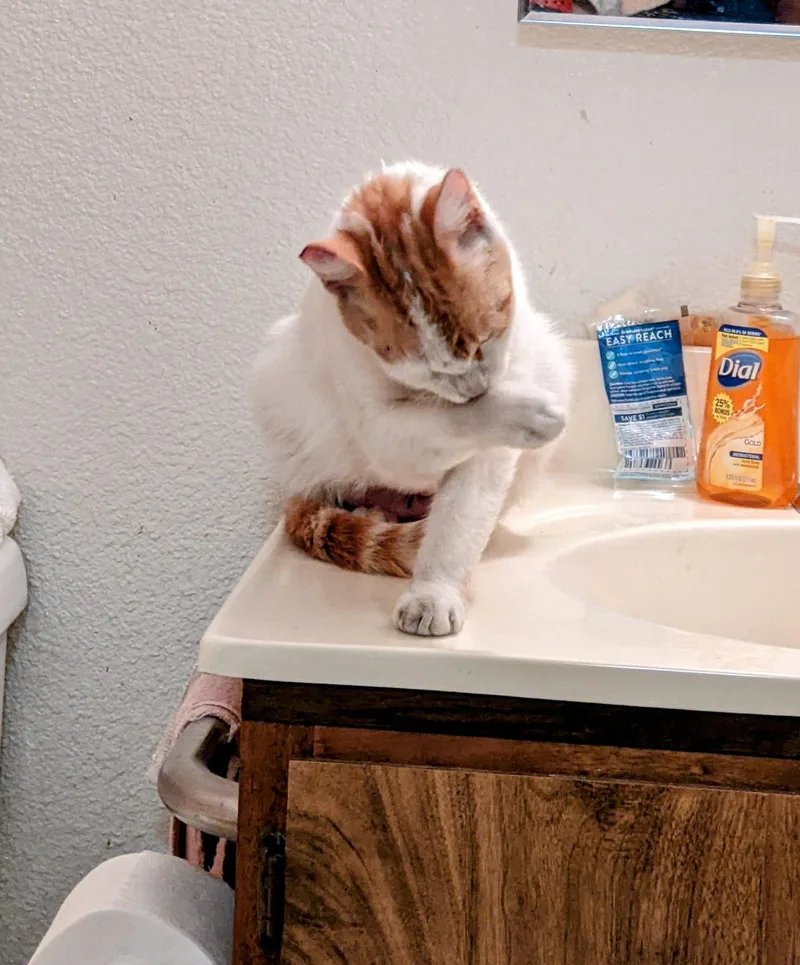 Butter Cup thumbnail 2