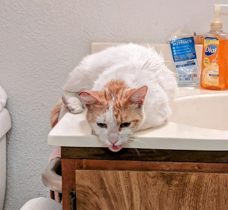 Butter Cup thumbnail 3