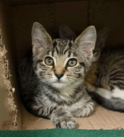 A baby medium-sized female Domestic Short Hair cat named Willow for adoption in Sacramento, CA