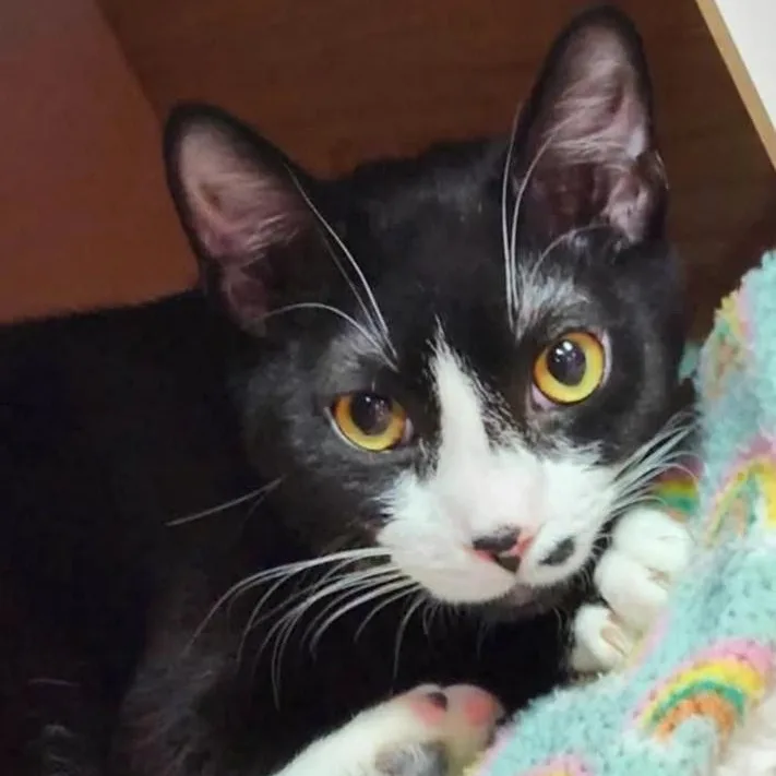 A young medium-sized male Black & White / Tuxedo Domestic Short Hair cat named Carson for adoption in Norfolk, VA