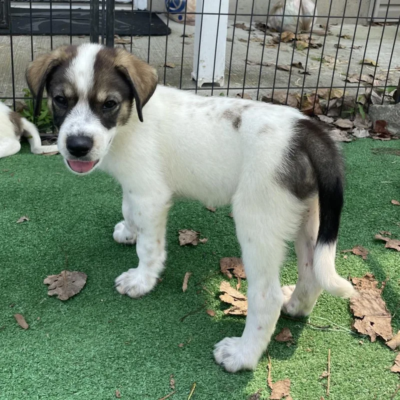 A baby medium-sized female White / Cream Great Pyrenees dog named Martha Patriot for adoption in Cincinnati, OH