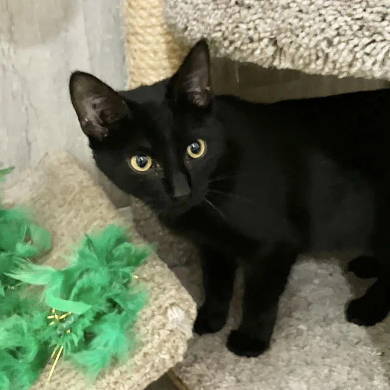 A young medium-sized male Black Domestic Short Hair cat named Remy for adoption in Dublin, OH