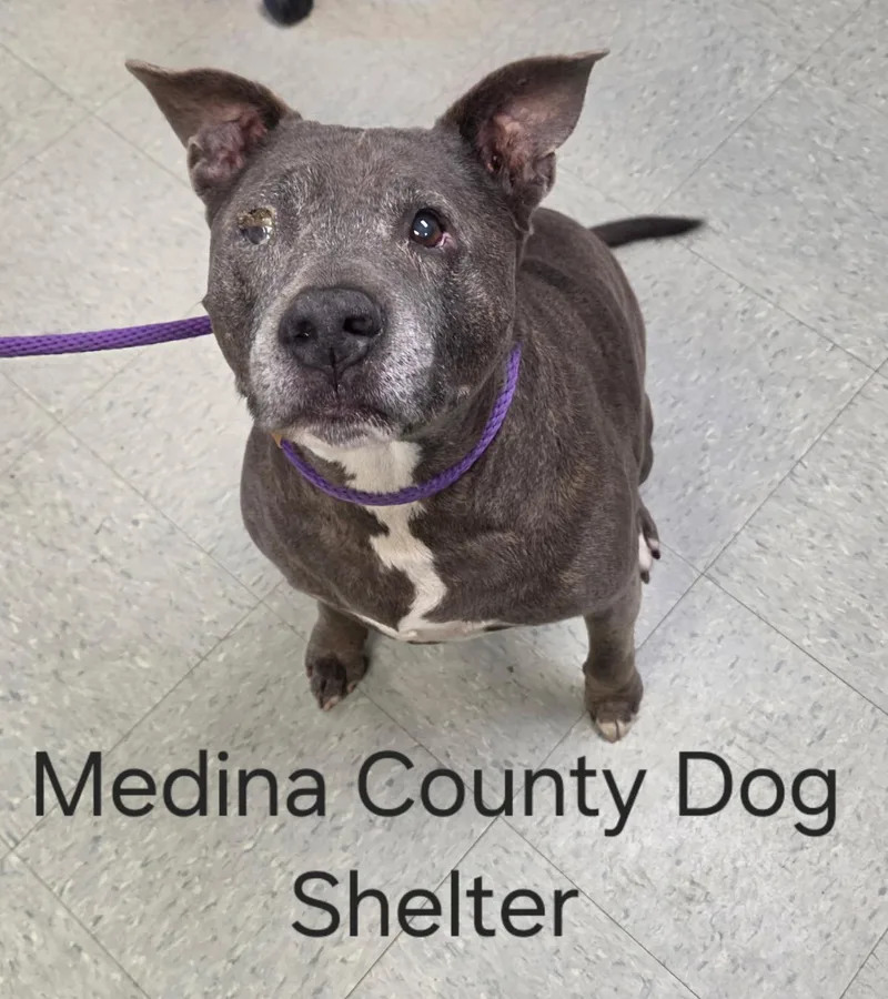 A senior large-sized female Brindle Pit Bull Terrier dog named Pearl for adoption in Medina, OH