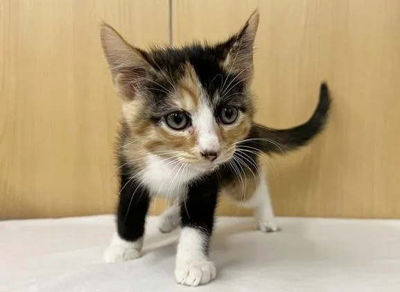 A baby small-sized female Domestic Short Hair cat named Dot for adoption in Saint Louis, MO