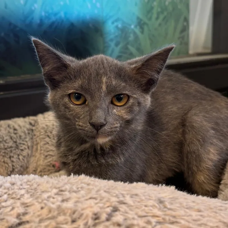 A baby small-sized female Gray / Blue / Silver Domestic Short Hair cat named Guac for adoption in Naperville, IL