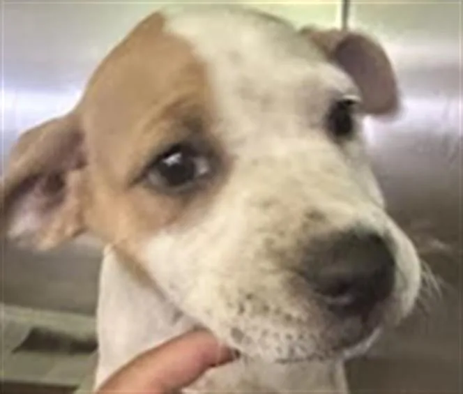 A baby small-sized female Pit Bull Terrier dog named Berryblue for adoption in Los Angeles, CA