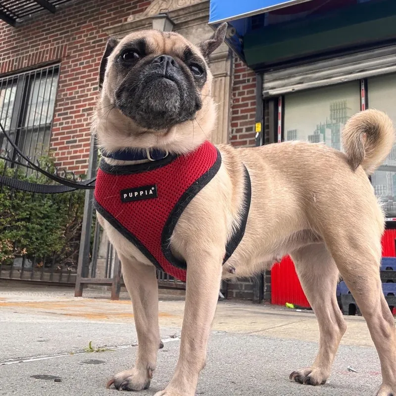 An adult small-sized female Yellow / Tan / Blond / Fawn Pug dog named Messi for adoption in Jersey City, NJ