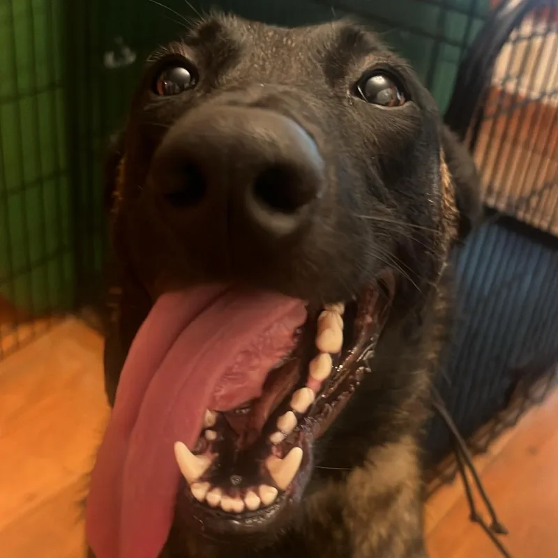A young medium-sized male Belgian Shepherd / Malinois dog named Echo for adoption in Duxbury, MA