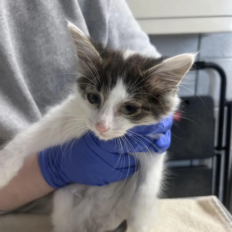 A baby small-sized male Brown / Chocolate Domestic Short Hair cat named Salt for adoption in West Olive, MI