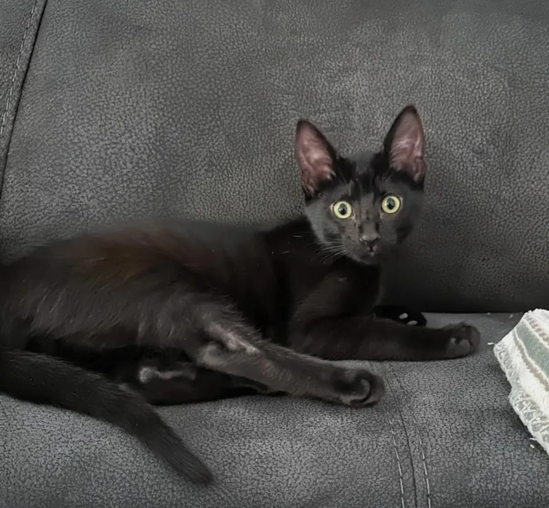 A baby medium-sized male Black Domestic Short Hair cat named Mustard INDOOR ONLY for adoption in Stockton, CA