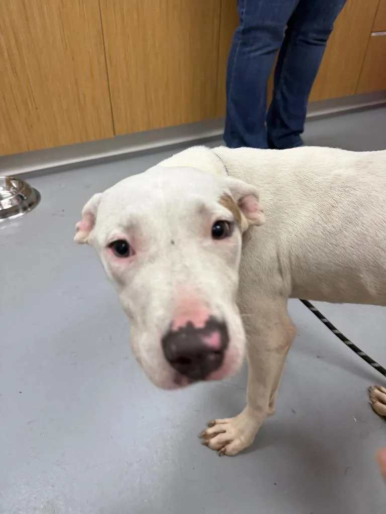 An adult medium-sized female Pit Bull Terrier dog named Domino for adoption in Hartsville, SC