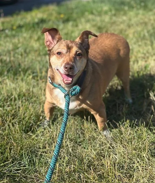 An adult small-sized female Brown / Chocolate Chihuahua dog named Luna for adoption in Stafford, VA