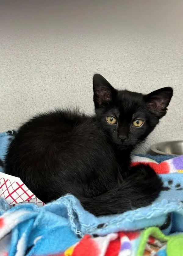 A baby small-sized male Domestic Short Hair cat named Chicago for adoption in Skillman, NJ