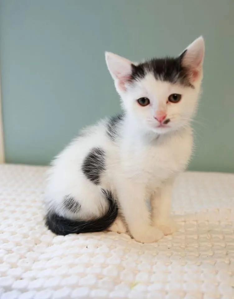 A baby small-sized female Black & White / Tuxedo Domestic Short Hair cat named Dipstick for adoption in Loogootee, IN