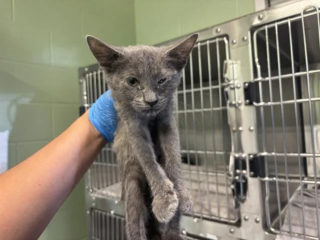 A baby small-sized female Domestic Short Hair cat named Cobweb for adoption in Grand Prairie, TX