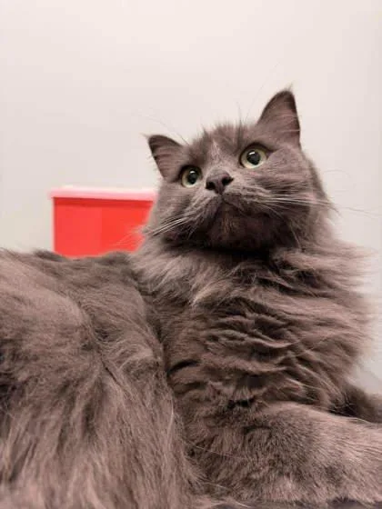 An adult large-sized female Gray / Blue / Silver Domestic Medium Hair cat named Mara for adoption in Annapolis, MD