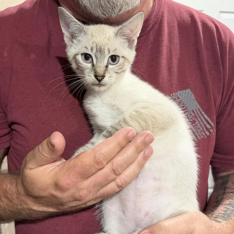 A baby small-sized male Seal Point Domestic Short Hair cat named Beauford for adoption in Clyde, NC