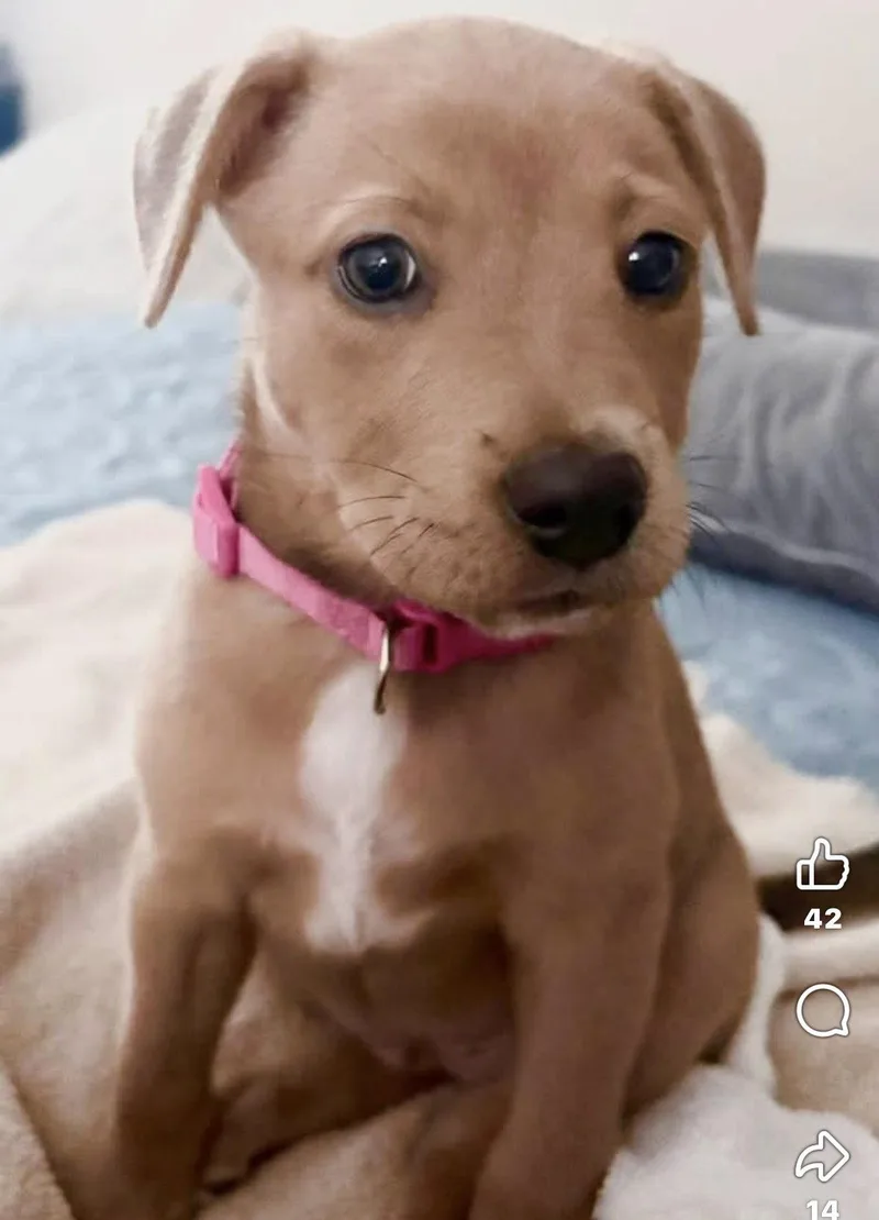 Heidi