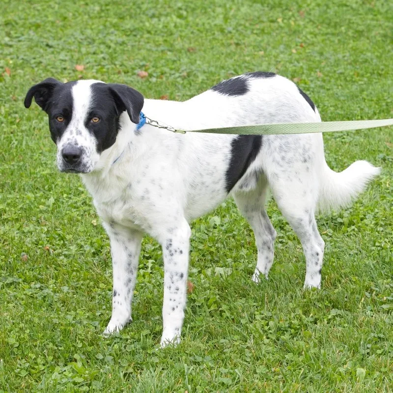 An adult medium-sized male White / Cream Great Pyrenees dog named Champ for adoption in South Elgin, IL