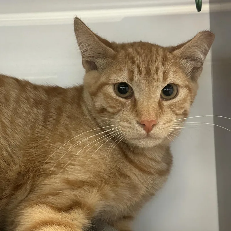 Simba