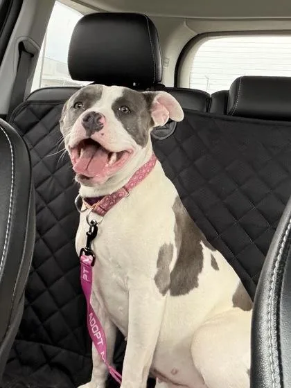 A young medium-sized female White / Cream Pit Bull Terrier dog named Dollface for adoption in Kansas City, MO