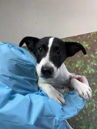 A young small-sized female Labrador Retriever dog named Shania for adoption in San Antonio, TX