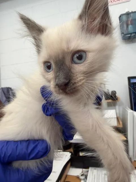 A baby medium-sized female Domestic Medium Hair cat named Ice for adoption in Dallas, TX