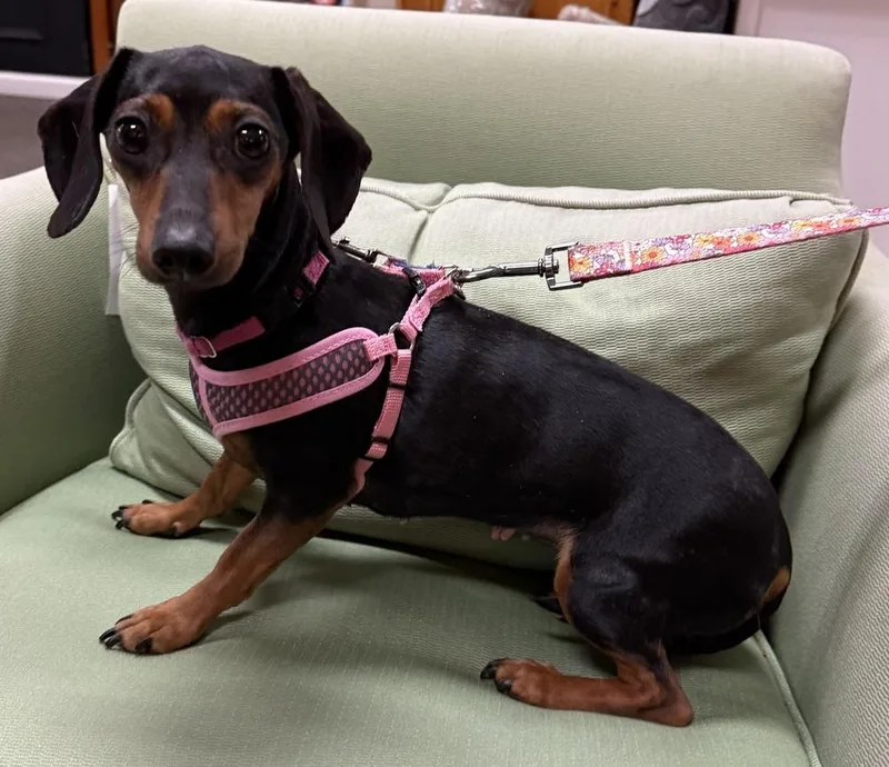 Penelope Featherington