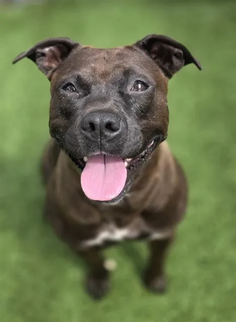 An adult medium-sized female Mixed Breed dog named Piggy for adoption in Columbia, SC