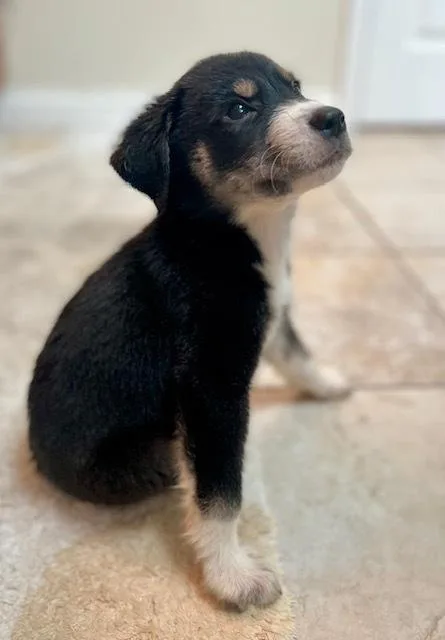 A baby medium-sized male Mixed Breed dog named Butch Cassidy for adoption in Amherst, NY