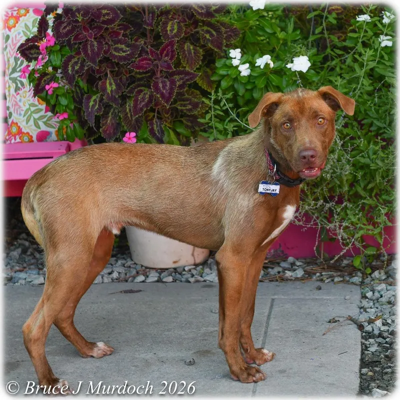 A young medium-sized male Brown / Chocolate Labrador Retriever dog named Tony Jay for adoption in Wake Forest, NC