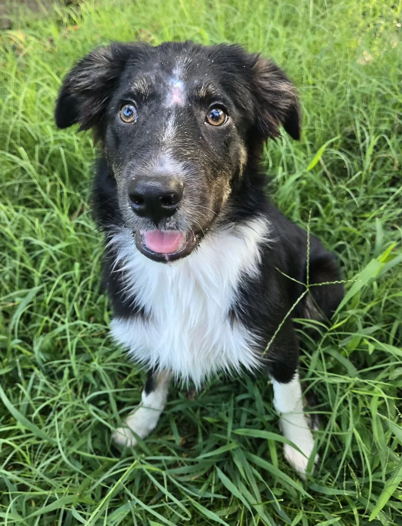 A baby medium-sized male Tricolor (Brown, Black, & White) Australian Shepherd dog named ARPH Kale for adoption in North Richland Hills, TX