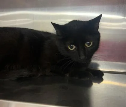 An adult medium-sized female Domestic Short Hair cat named Felicia Hardy for adoption in Cincinnati, OH