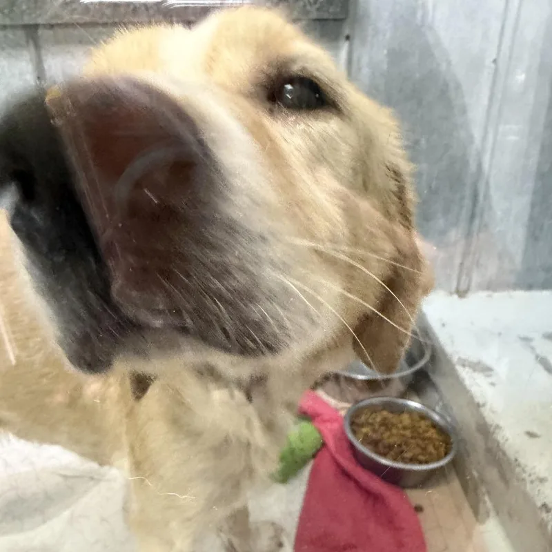 Barkley thumbnail 3