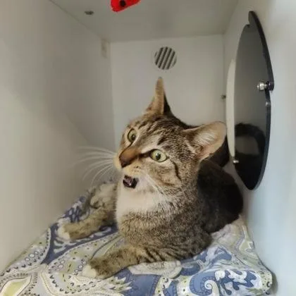 An adult medium-sized female Domestic Short Hair cat named Acme for adoption in Voorhees, NJ