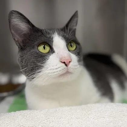 An adult small-sized male Gray / Blue / Silver Domestic Short Hair cat named Casper for adoption in Atlanta, GA