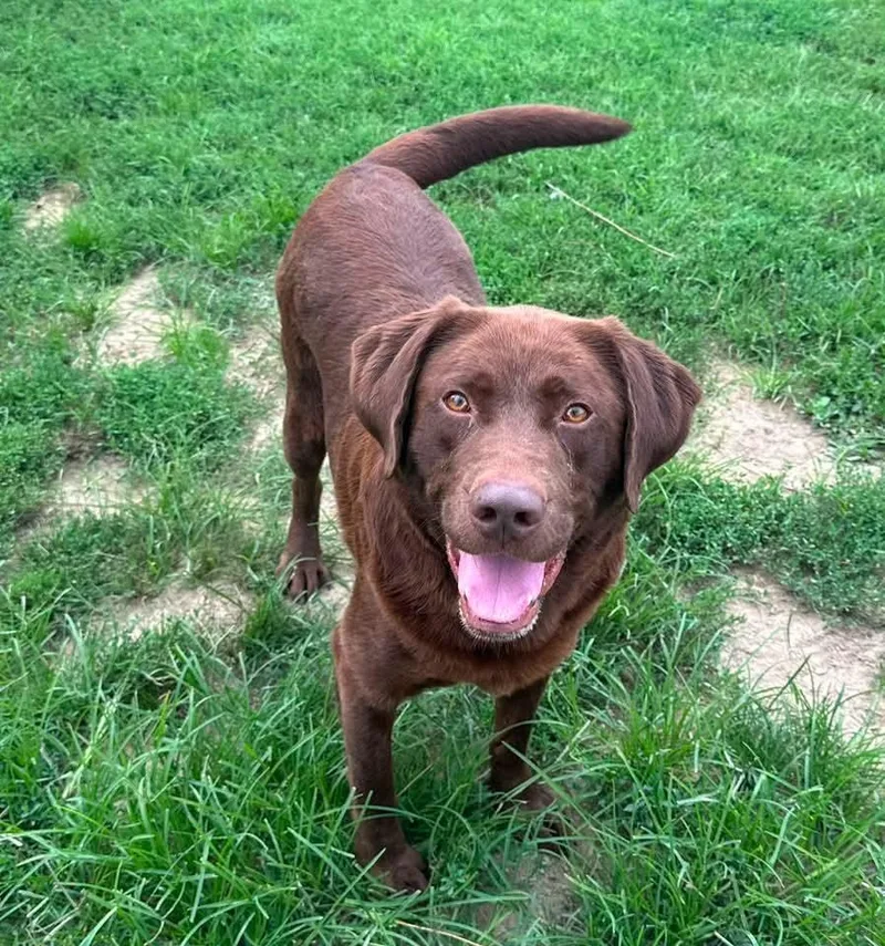 An adult large-sized male Brown / Chocolate Labrador Retriever dog named Clark for adoption in Evansville, IN