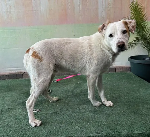 A young small-sized male Australian Shepherd dog named Nemo for adoption in Baldwin Park, CA