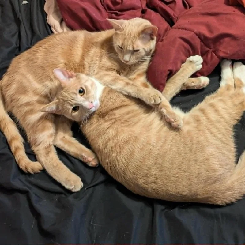 An adult small-sized male Orange / Red Domestic Short Hair cat named Socks for adoption in Lynchburg, VA