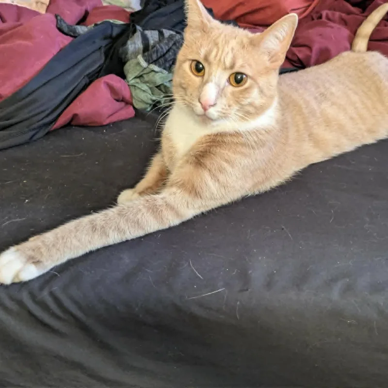Socks thumbnail 2