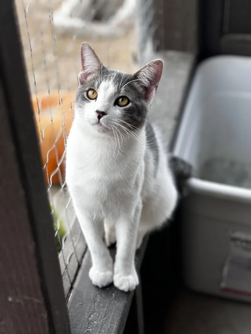 A young medium-sized male Gray & White Domestic Short Hair cat named Andre for adoption in Helendale, CA