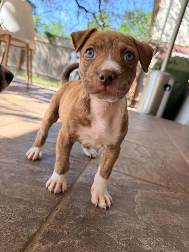 A baby medium-sized male Brindle Pit Bull Terrier dog named Burrito for adoption in Austin, TX